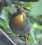 bird
