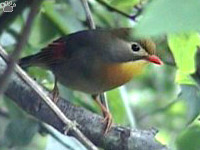bird