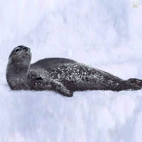 seal