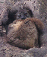 lemur