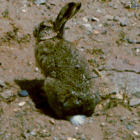 hare