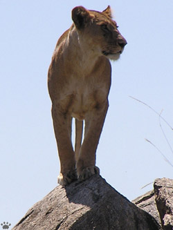 lion