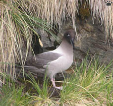 bird