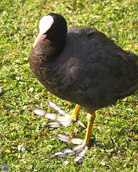 coot