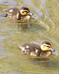 ducks