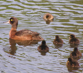 ducks