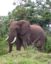 elephant