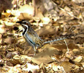 bird