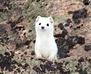 weasel