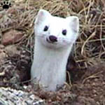 weasel