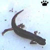 salamander