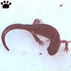 salamander