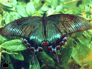 swallowtail