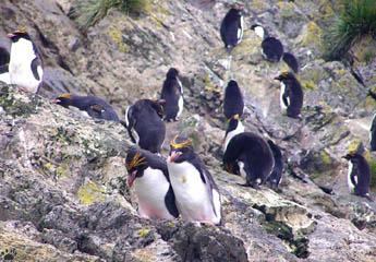 penguins