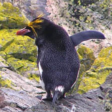 penguin