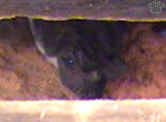 bat