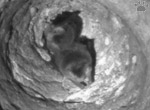 bat