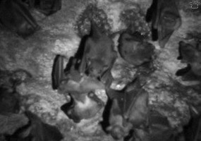 bats