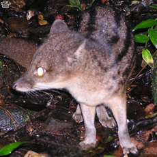 civet