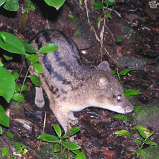 civet