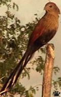 bird