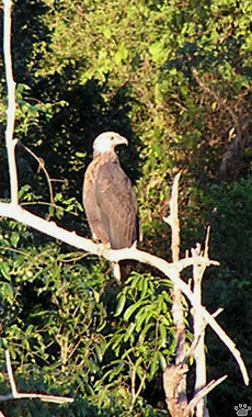 bird