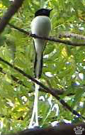 bird