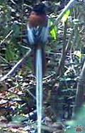 bird