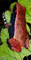 frog