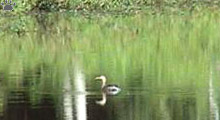 bird