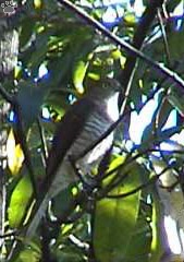 bird