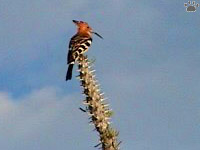 bird