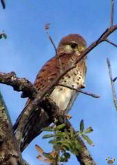 bird