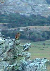 bird