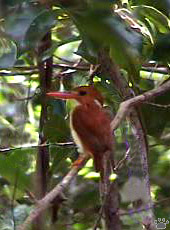 bird