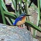 bird
