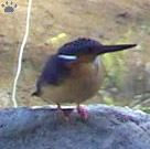 bird