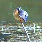bird