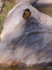 bird