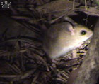 rat