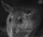 rat