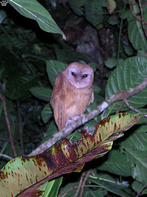 bird