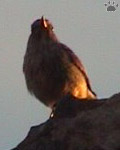 bird