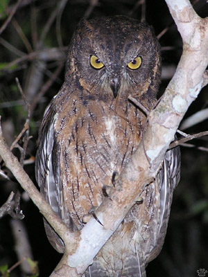 bird