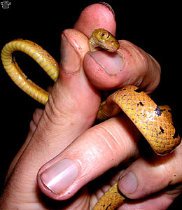 snake