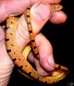 snake