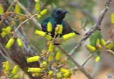 bird