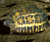 tortoise