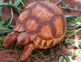tortoise