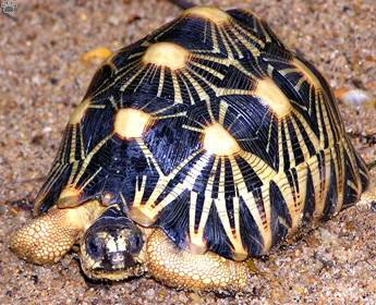 tortoise